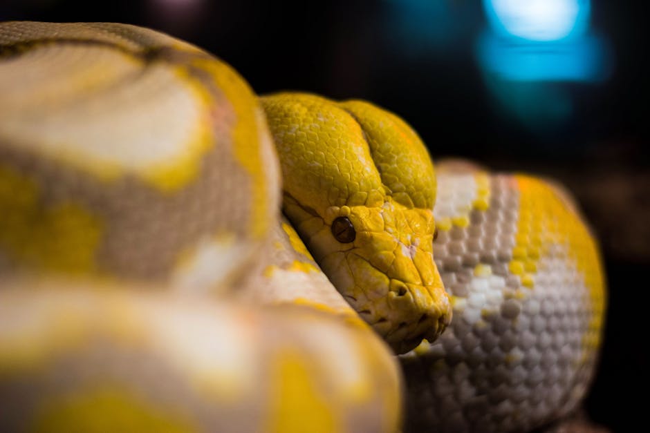 Python logo overlapping data charts